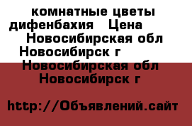 комнатные цветы дифенбахия › Цена ­ 2 500 - Новосибирская обл., Новосибирск г.  »    . Новосибирская обл.,Новосибирск г.